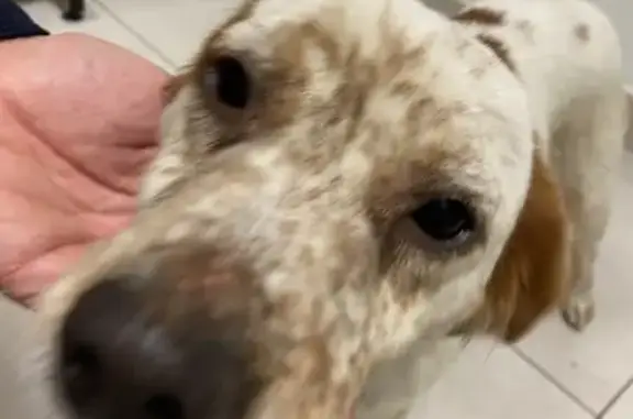Jeune chienne trouvée à Thouaré-sur-Loire - photo