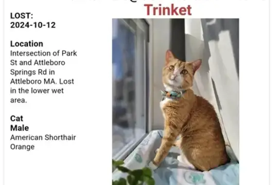 Orange cat, freckle/brown on right edge of nose, small nick in right ear. Blue collar with silver paw print tag. Shaved spot on underbelly from recent neuter. 3yo and about 10lbs.