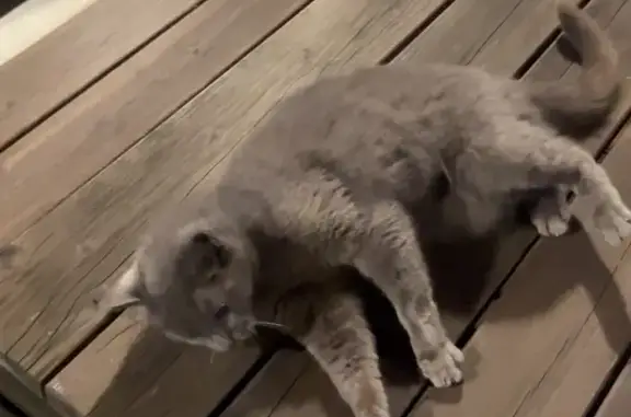Chat trouvé sociable et affamé à Angoulême - photo