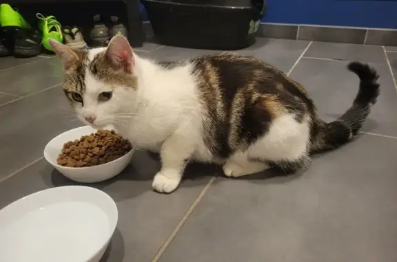 Chat trouvé près du casino du Havre - photo