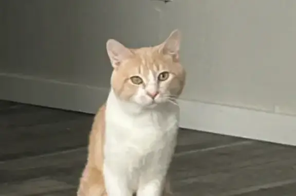 Charlie is a 7 yr old unnutured male tabby cat. He's more tan and white than orange. He has a freckle on his nose. Very timid and has an unusual cry/meow. Last seen near Central and Thomas. This are is unfamiliar to him. Please help me bring him home.