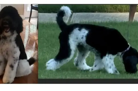 Lost: Friendly Black & White Poodle, Marco