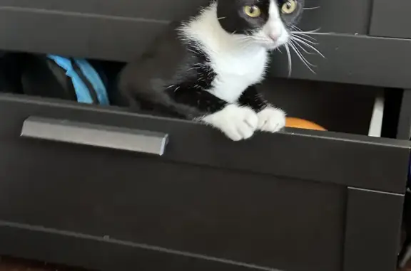 Lost Black & White Cat on Houston Trail