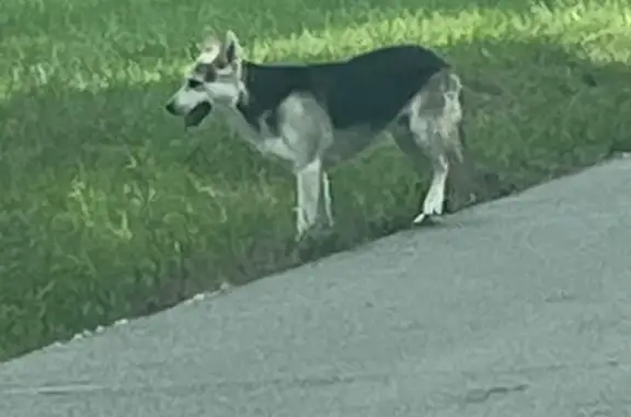 Lost Mixed Shepherd Near Lithopolis Rd