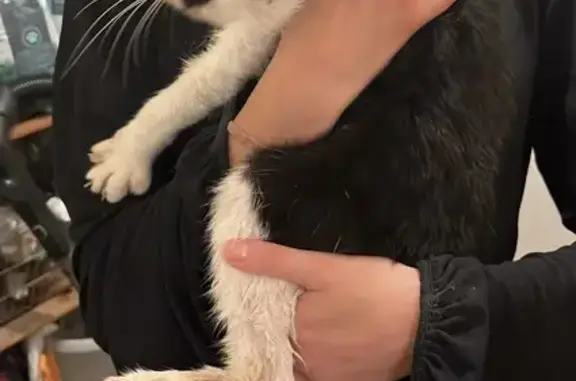 Chat noir et blanc trouvé à Rennes - photo