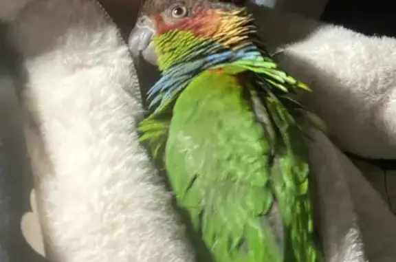 Lost Conure: Help Find Romeo in Bayside