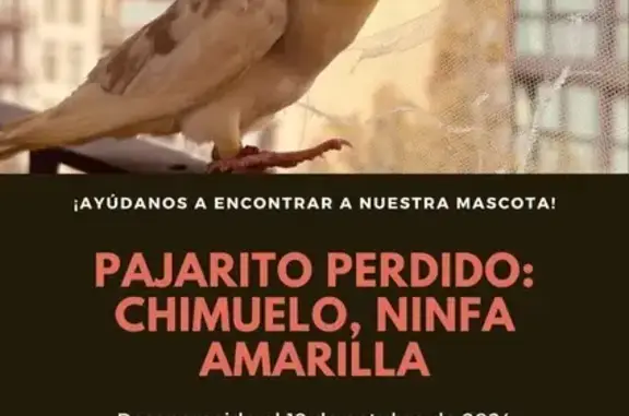 ¡Ayuda a encontrar a Chimuelo,...