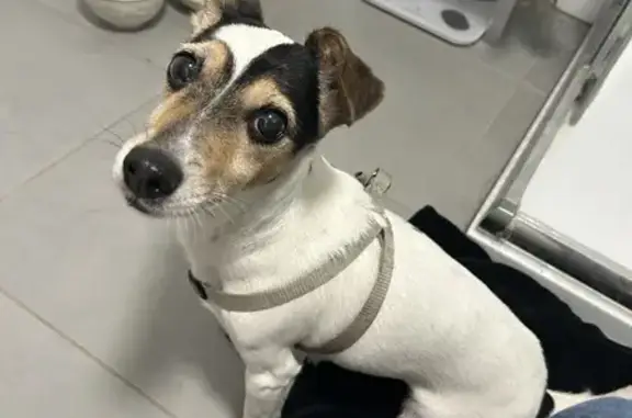 Chien trouvé Vincennes, photo: Jack Russell trouvée à Vincennes