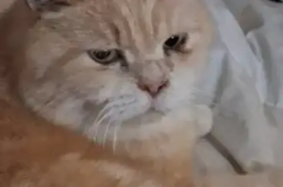 Chat persan trouvé, blessé, cherche propriétaire - photo