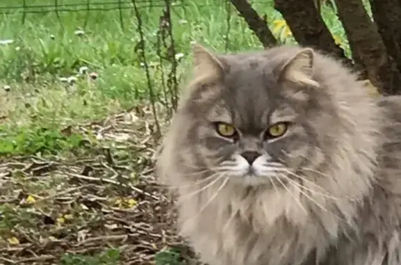 Chat British long hair perdu, gris/crème - photo