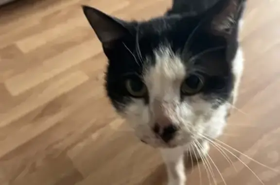 Chat trouvé à Rennes, mâchoire blessée - photo