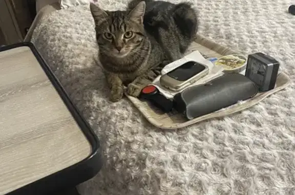 Chat trouvé : femelle 3-4 mois à L'Isle-d'Abeau - photo