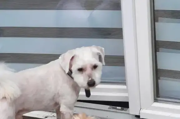Bichon blanc trouvé, non identifié, Lille - photo