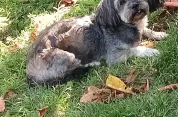 Chien perdu Château-Renault, photo : Louna, lassa hapso 9 ans, disparue