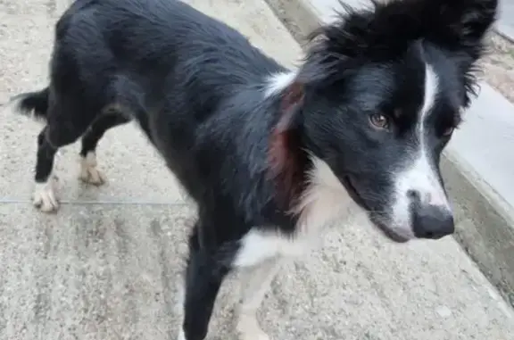 Chien trouvé Palaja, photo: Chienne Border Collie trouvée à Palaja