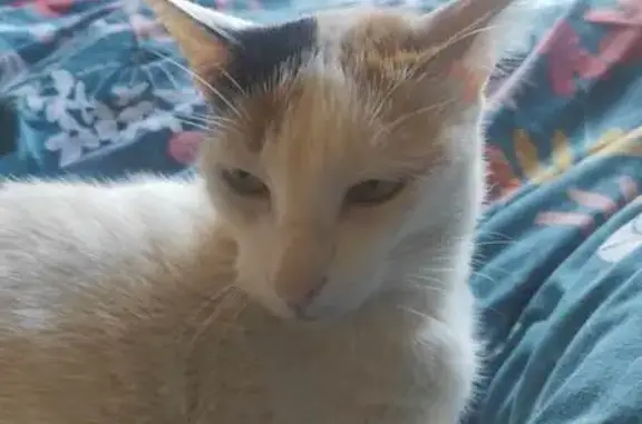 Animaux perdus Wimereux, photo: Chatte européenne blanche perdue à Wimereux
