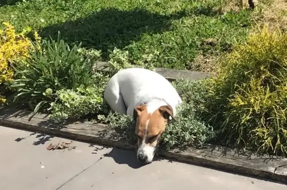 Chien perdu , photo : Jack Russell perdu à Angrie, très gentil