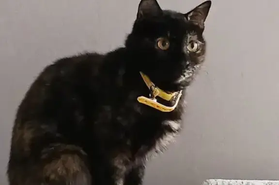 Animaux trouvés , photo: Chatte écaille 2 ans trouvée à Sorigny