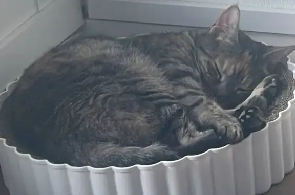 Chat perdu, Rabastens, photo: Chat Nala disparu à Rabastens