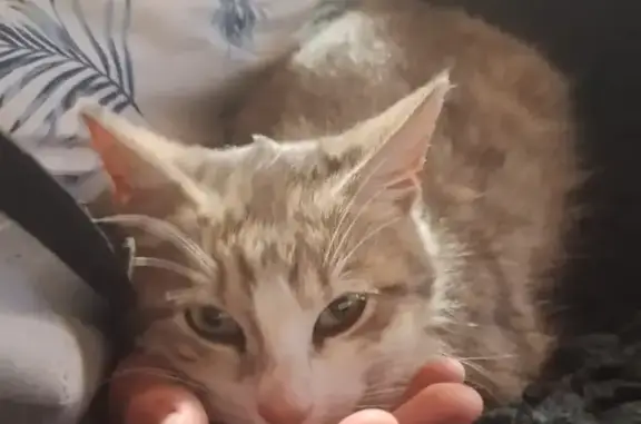 Chat blanc et gris trouvé à Auchay-sur-Vendée - photo