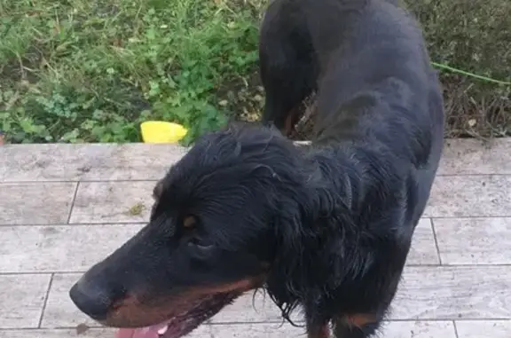 Chien de chasse noir et fauve trouvé - photo