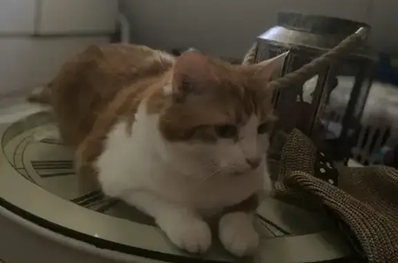 Animaux perdus , photo: Chat roux et blanc perdu à Argences