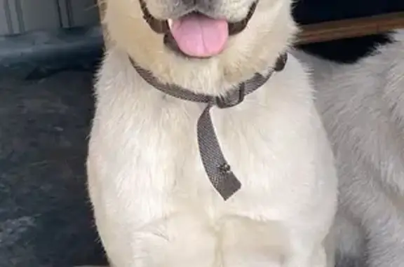Animaux perdus , photo: Chien croisé husky perdu à Polaincourt