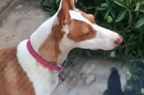 Chienne Podenco Dakota perdue à Ambérieux - photo