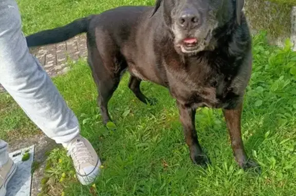 Chien trouvé Seltz, photo: Labrador mâle trouvé à Seltz