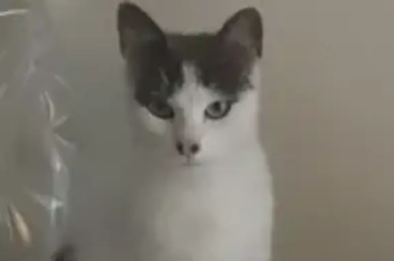 Chatte câline disparue à Saint-Didier - photo