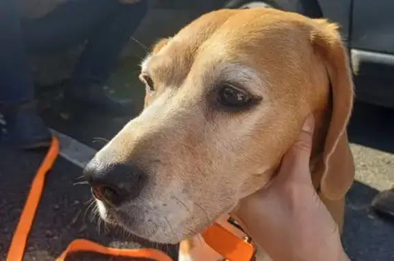 Chien trouvé Lèves, photo: Beagle femelle trouvée sur la N154