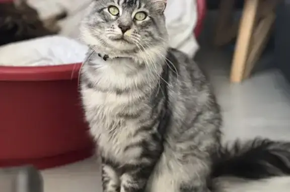 Chat perdu, Cabariot, photo: Ulysse, Main coon perdu à Cabariot