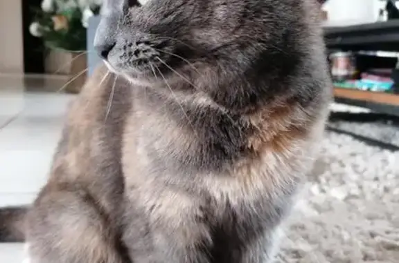 Animaux perdus Le Cellier, photo: Chatte grise perdue, Abou, Le Cellier