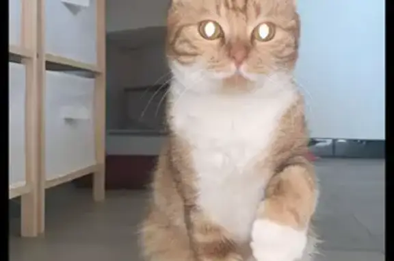 Chat roux et blanc perdu à Jouhet - photo