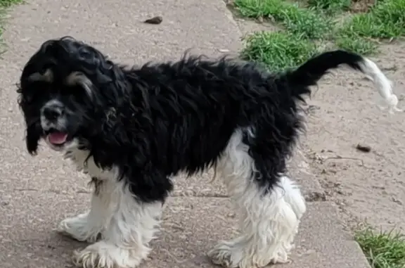 Help Find Winston: Unique Cocker Spaniel