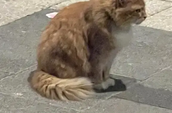 Orange Siberian Cat Found in C...