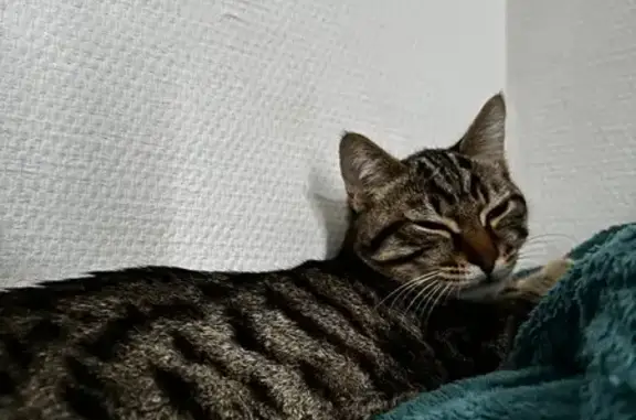 Chat perdu, Brive-la-Gaillarde, photo: Chat perdu à Brive-la-Gaillarde