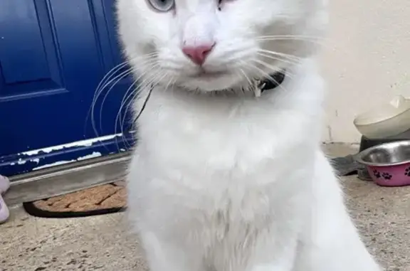 Chat trouvé Angerville, photo: Chatte blanche aux yeux bleus trouvée