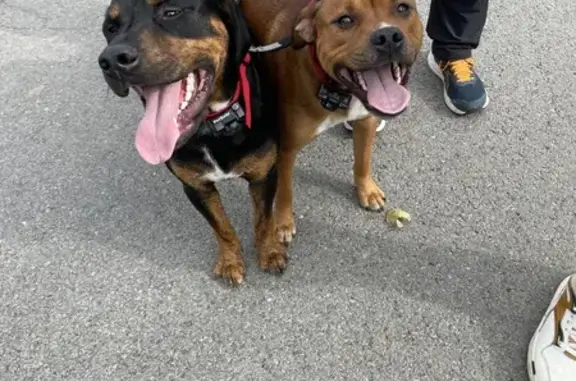 Deux chiens mâles trouvés à Cheix-en-Retz - photo