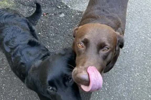 Found: Chocolate Lab & Black Retriever