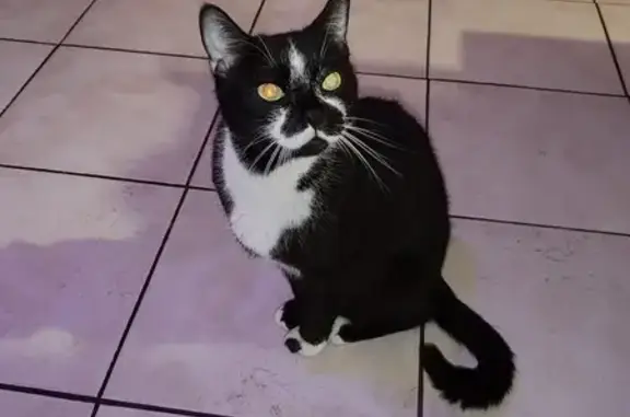 Chat perdu, , photo: Deux chats disparus à Froissy, aidez-nous !