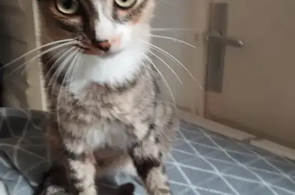 Animaux trouvés Marcq-en-Barœul, photo: Chatte trouvée à Marcq-en-Barœul