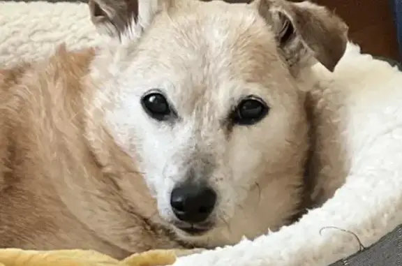 Missing: Friendly 15-Year-Old Dog