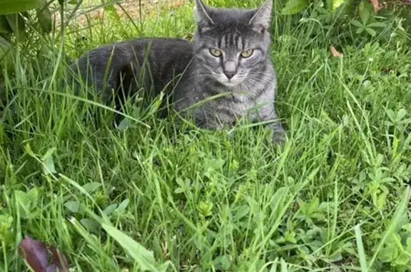Chat perdu, , photo: Chat perdu : Bibi, tigré gris, Agris