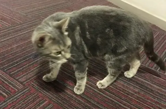 Chat mâle gris clair trouvé à Rouen - photo