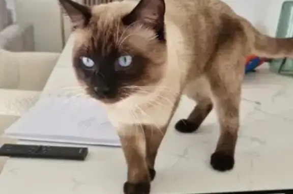 Animaux perdus Saint-Denis, photo: Chat siamois disparu à Saint-Denis