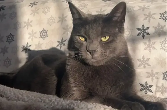 Lost Russian Blue Cat: Shiloh in Valley Falls