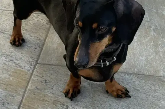 Chien trouvé La Trinité, photo: Chien trouvé Route de Laghet, La Trinité