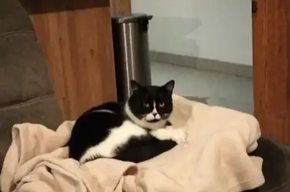 Chat trouvé à Saint-Gilles-les-Bois - photo
