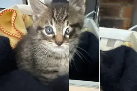 Chaton tigré trouvé à Mérignac - photo